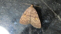 Idia aemula