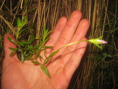 Gentianella