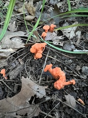 Cantharellus cinnabarinus