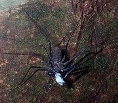 Amblypygi