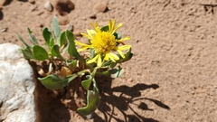 Gaillardia spathulata