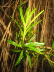 Gentianella