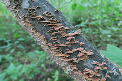 Trichaptum fuscoviolaceum