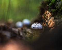 Agaricus placomyces