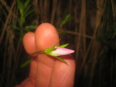Gentianella