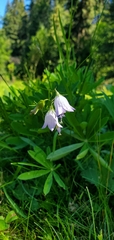 Campanula rotundifolia