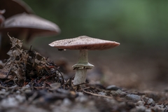Agaricus placomyces