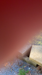 Chrysothrix candelaris