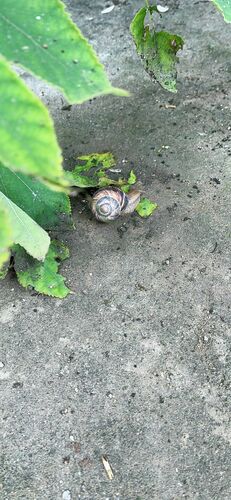 Turkish Snail