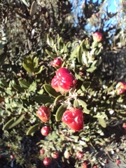 Phylica oleifolia