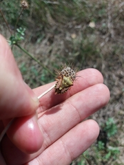 Carpocoris mediterraneus atlanticus