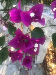 Bougainvillea glabra