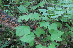 Ribes rubrum