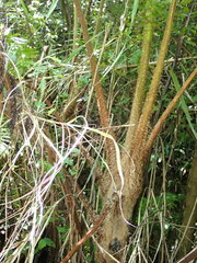 Sphaeropteris lepifera