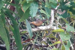 Pomatostomus isidorei