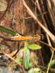 Trithemis aurora