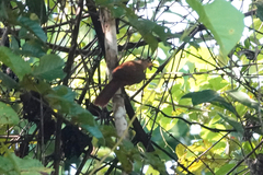 Pomatostomus isidorei