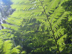 Sphaeropteris lepifera