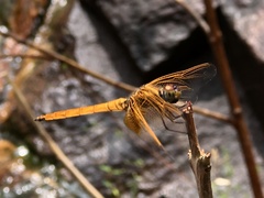 Trithemis aurora