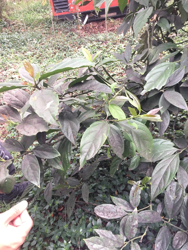 Styloceras laurifolium