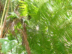 Sphaeropteris lepifera