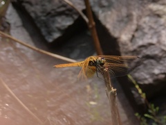Trithemis aurora