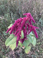Amaranthus cruentus