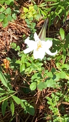 Lilium formosanum