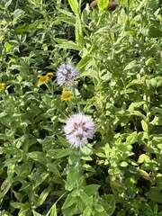 Mentha aquatica