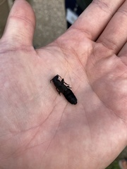 Ocypus olens