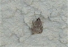 Eudonia heterosalis