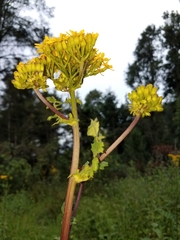 Packera sanguisorbae