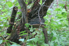 Phellinus nigricans