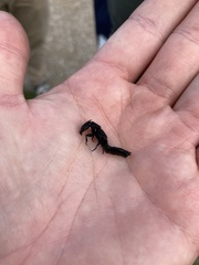 Ocypus olens