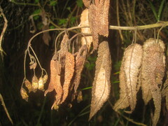 Aristeguietia glutinosa