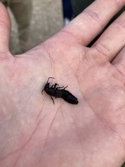 Ocypus olens