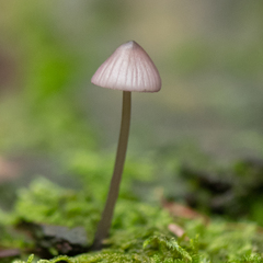 Mycena pura