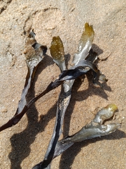Fucus serratus