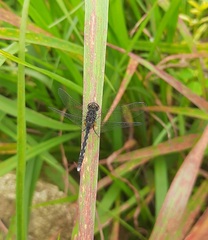 Diplacodes lefebvrii