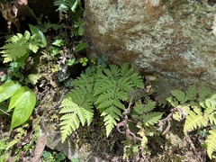 Tectaria devexa