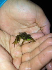 Lithobates septentrionalis