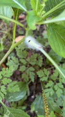 Calliteara pudibunda