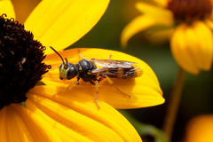 Cerceris rybyensis