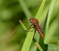 Diogmites basalis
