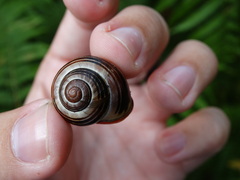 Cepaea nemoralis