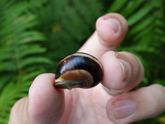 Cepaea nemoralis