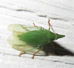 Rhynchomitra microrhina