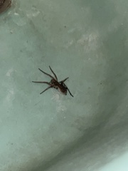 Araneomorphae