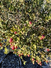 Phylica oleifolia