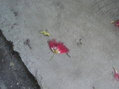 Calliandra haematocephala